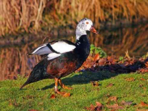 白头鸟系列：另类的美丽（黑胸麻鸭）