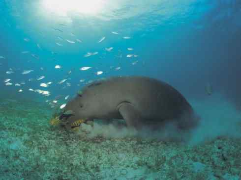 美人鱼：传说的兽原型探秘（儒艮）