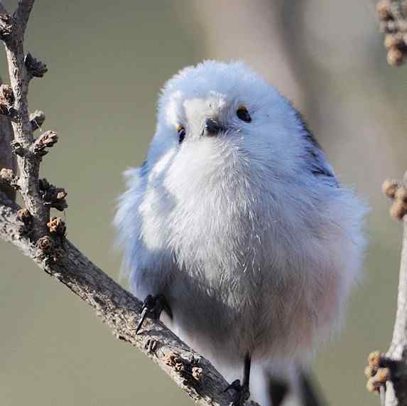 关于动物权利的立法探讨