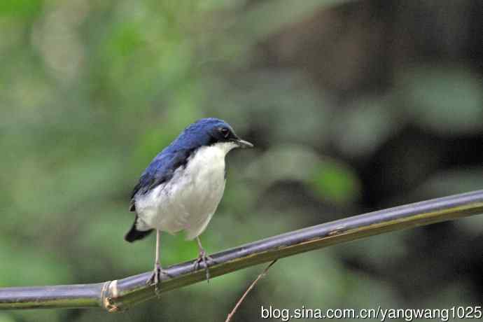 雄性蓝歌鸲（16）