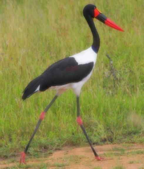 猎奇：奇特的鸟喙之六