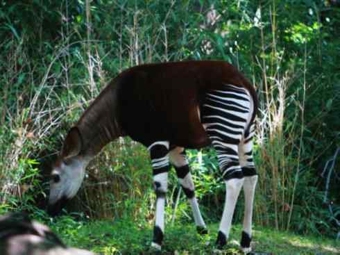 独角兽：传说的兽原型探秘（霍加狓）