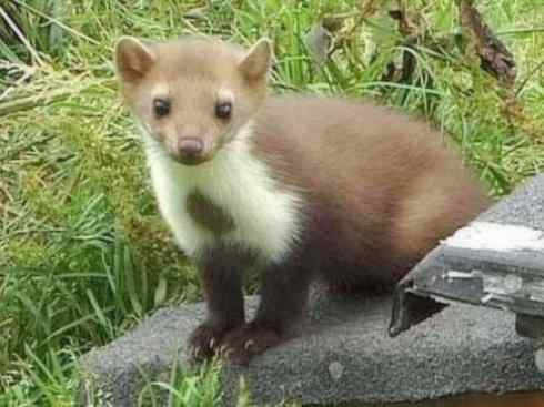 十大喜食蜂蜜动物：黄喉貂