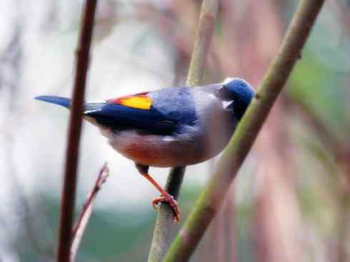 美丽无罪：雀鸟之噪鹛