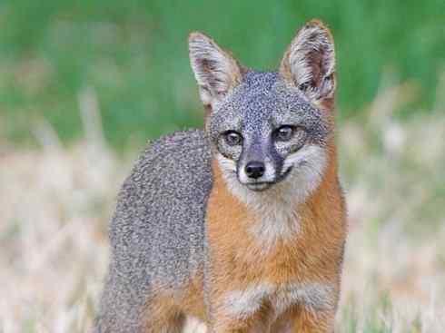 犬科：狐亚科灰狐属之灰狐、岛屿灰狐