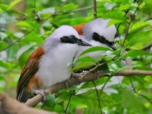 美丽无罪：雀鸟之噪鹛