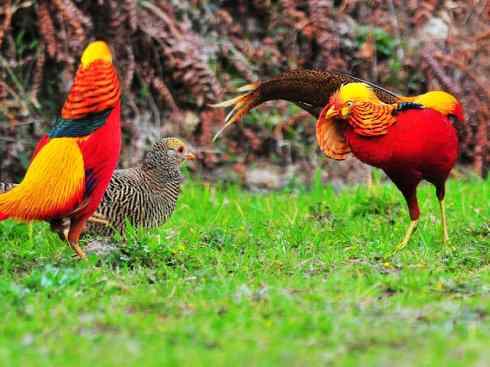 凤凰：传说中的鸟原型探秘（锦鸡）
