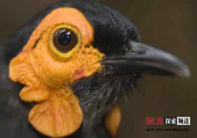 2006年度十大动物故事