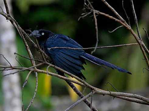 奇特的盔：大犀鹃