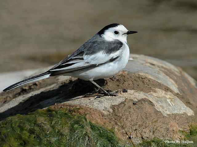 猎艳(红尾水鸲与白顶溪鸲) 猎艳(红尾水鸲与白顶溪鸲)