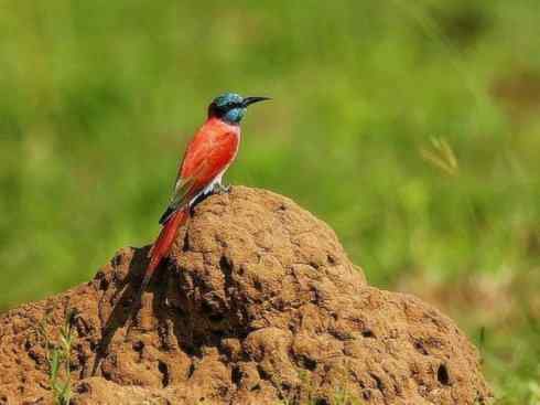 极品红色鸟类：红蜂虎