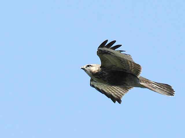 望京楼观赏猛禽迁徙