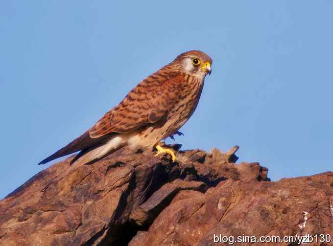 实拍易危物种——黄爪隼（组图，10张图片）