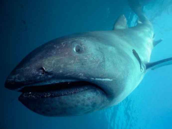 鱼类活化石：魔鬼鲨