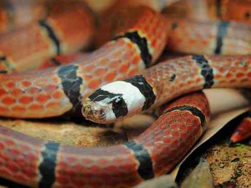 龙：传说的兽原型探秘（环蛇类）