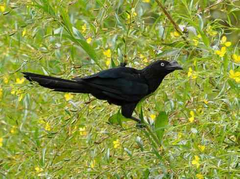 奇特的盔：大犀鹃