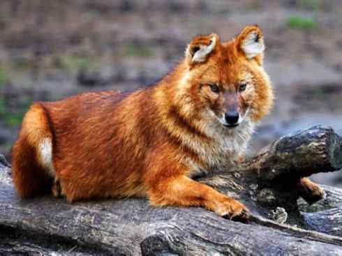 狈：传说的兽原型探秘（豺）