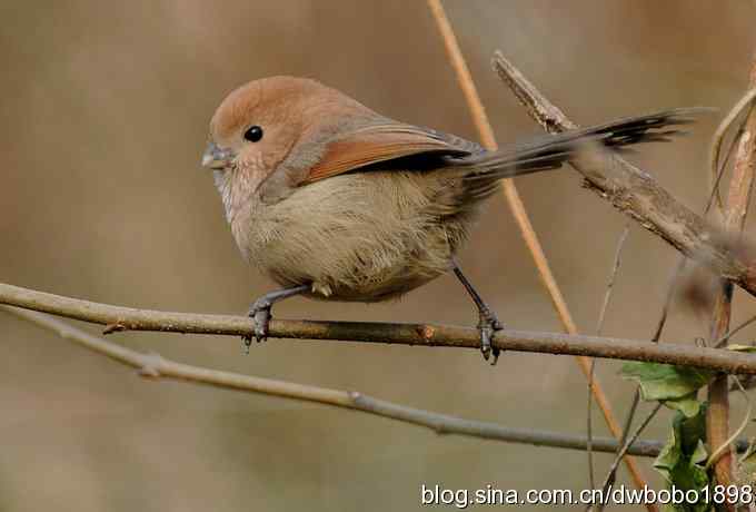 黄雀和植物园众小鸟 黄雀和植物园众小鸟