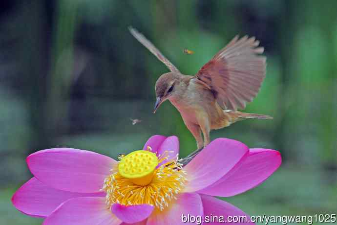 东方大苇莺与荷花(2) 东方大苇莺与荷花(2)