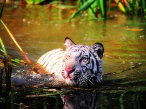 白虎：传说的兽原型探秘（孟加拉虎）