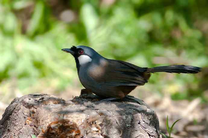 【新鸟】守株待鸟&nbsp;记录黑喉噪鹛