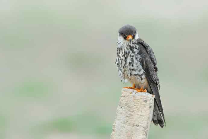 野鸭湖俏皮小隼与新宠白腹鹞