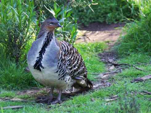 凤凰：传说中的鸟原型探秘（孔雀雉）