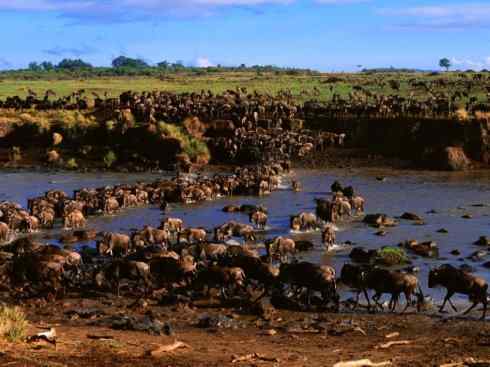 自然奇观：动物大迁徙(非洲大迁徙)