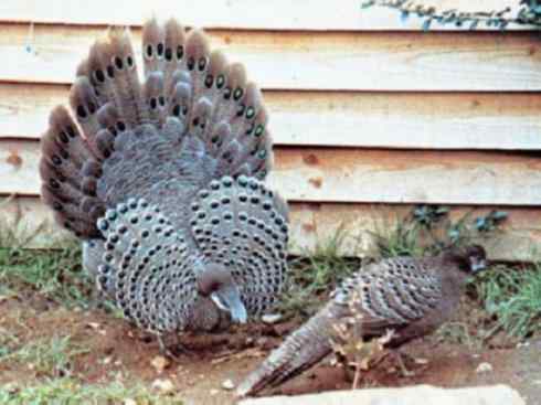 凤凰：传说中的鸟原型探秘（孔雀雉）