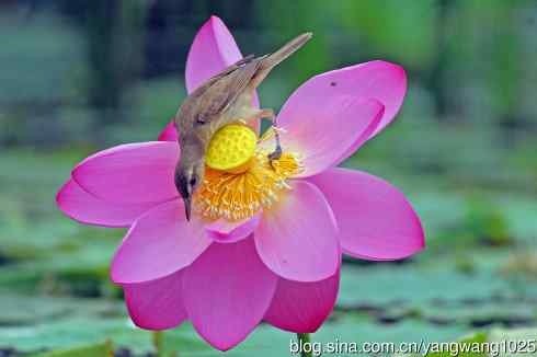 东方大苇莺与荷花(2) 东方大苇莺与荷花(2)