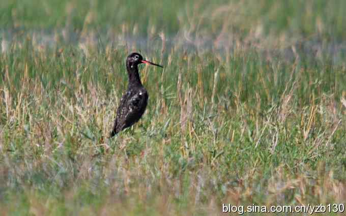 鸟的天堂10鈥斺斘诹核睾５呐浣牵汉旖硼郑浚ㄗ橥迹