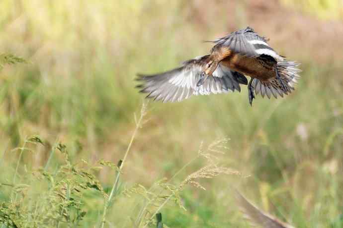 四川西昌鸟类摄影——白眉鸭（新品）