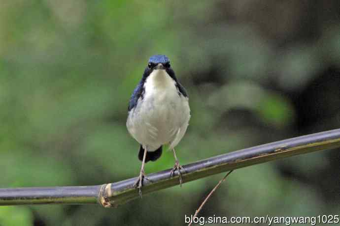 雄性蓝歌鸲（16）
