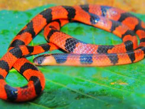 龙：传说的兽原型探秘（环蛇类）