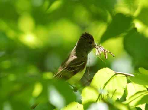 雀鸟也彪悍：四两拨千斤（王霸鹟）