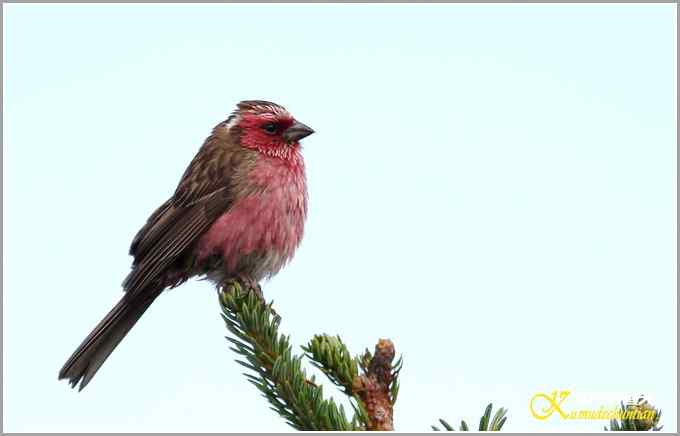 高原拍鸟&bull;帕姆岭的白眉朱雀【照片】