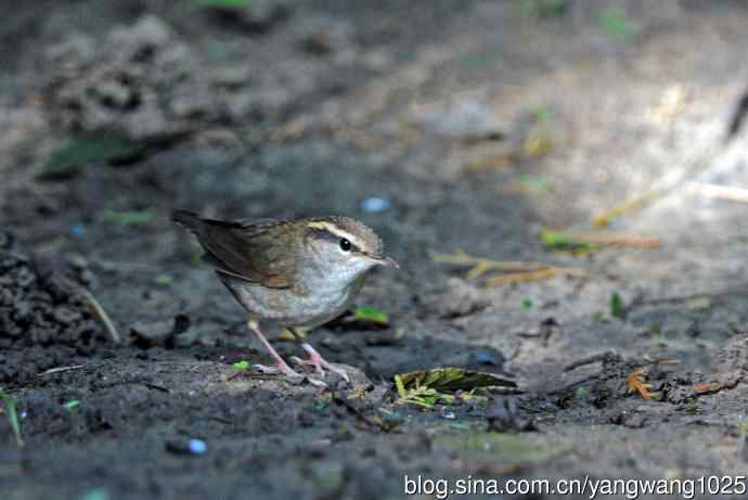 鳞头树莺（记录版）