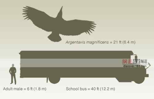 历史上最大的笨鸟:阿根廷巨鸟