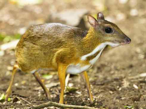 麒麟：传说的兽原型探秘（长颈鹿）