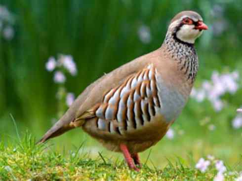 凤凰：传说的鸟原型探秘（鹌鹑）