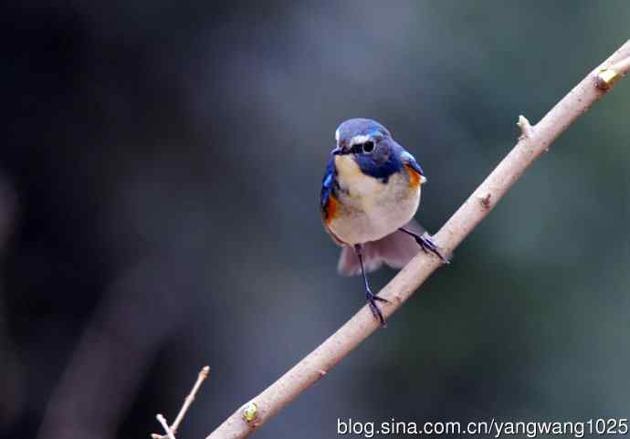 雄性红胁蓝尾鸲（1）