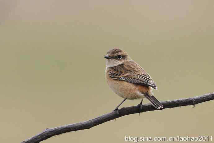 黑喉石鵖 黑喉石鵖
