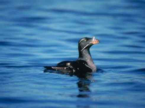 奇特的盔：角嘴海雀