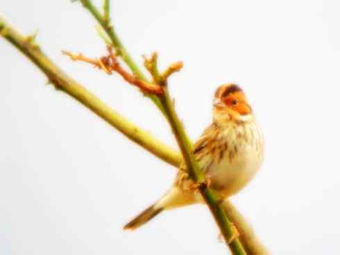 家禽驯化之源之十八