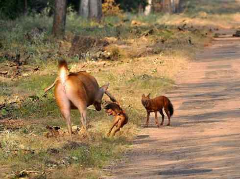 狈：传说的兽原型探秘（豺）