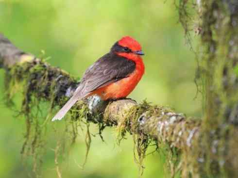 极品红色鸟类：朱红霸鶲