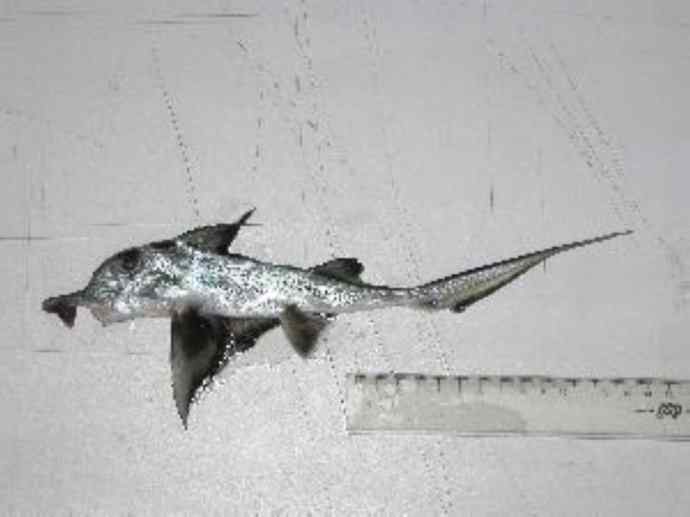 鱼类活化石：叶吻银鲛
