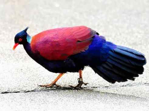 凤凰：传说中的鸟原型探秘（孔雀雉）