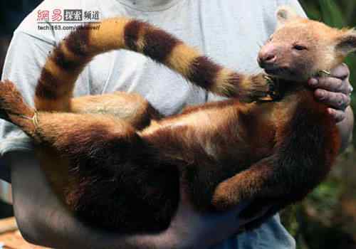 2006年度十大动物故事