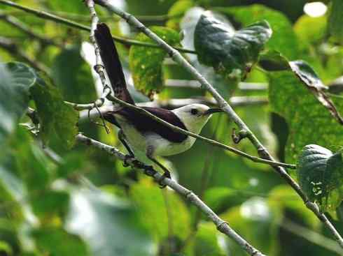 白头鸟系列：另类的美丽3